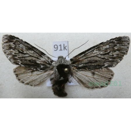 Brachionycha nubeculosa (Esper, 1785) Lazdona brzezinówka Czech91k